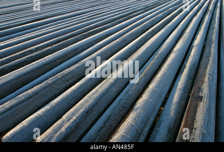 Inventario di pali di legno gelido telefono / utility su una pila , Finlandia Foto Stock