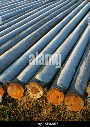 Inventario di pali di legno gelido che posano a terra , Finlandia Foto Stock