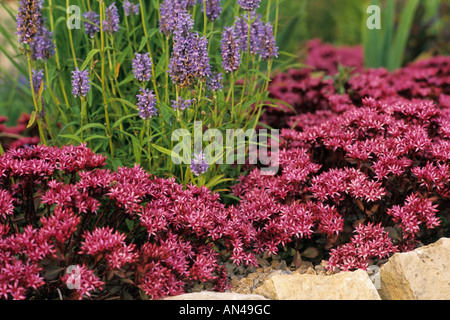 Due fila stonecrop (sedum spurium fuldaglut "' syn. phedimus spurius 'fuldaglut') Foto Stock