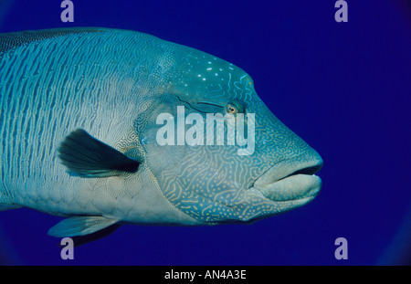 Humphead Un pesce napoleone Cheilinus undulatus Supermale di grandi dimensioni Foto Stock