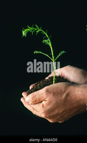 Mani piccole redwood alberello tree Foto Stock