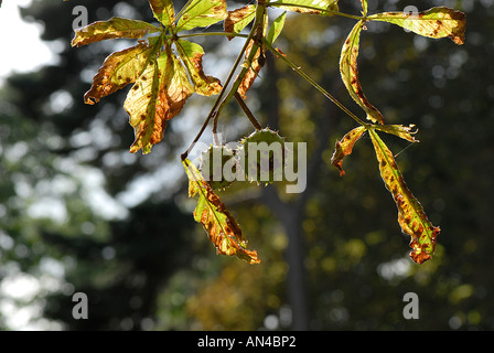 Ippocastano foglie che mostrano segni di danni da la falena mineraria che sta diventando molto diffuso nel Regno Unito Foto Stock