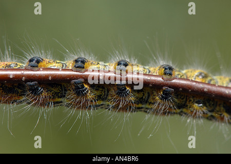 Chiudere fino alle gambe da un cavolo bianco caterpillar Foto Stock