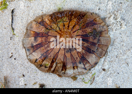 Compass medusa Chrysaora hysoscella su una spiaggia della Cornovaglia Foto Stock