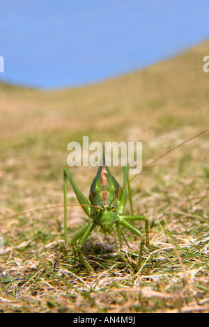 Grande macchia verde cricket Tettigonia viridissima femmina di deposizione delle uova tresco isole Scilly settembre Foto Stock