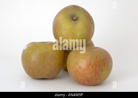 Quattro Ashmeads Kernel ' mele Malus domestica" su sfondo bianco Foto Stock