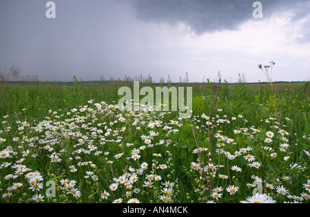 Camomiles prima cloudburst Foto Stock