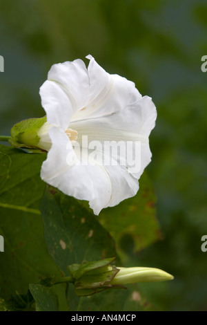 Hedge centinodia Calystegia sepium Cornovaglia Foto Stock