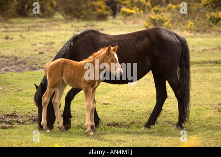 New Forest Pony e puledro in Inghilterra Hampshire REGNO UNITO Foto Stock