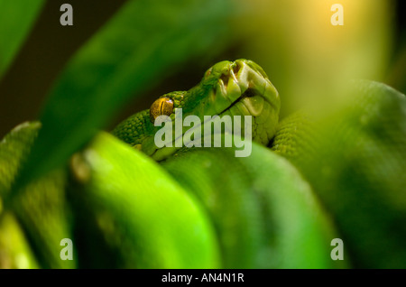 Morelia chondropython viridis Foto Stock