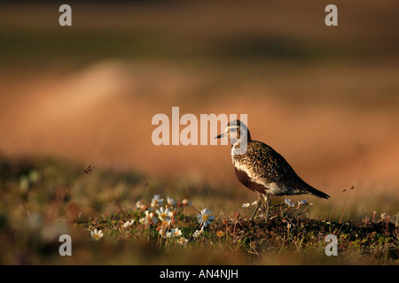 Golden plover eurasian Pluvialis apricaria Goldregenpfeifer Islanda Foto Stock
