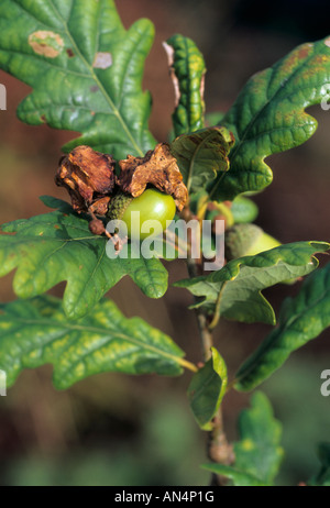 Knopper galli su una ghianda causato da wasp Andricus quercusramuli Foto Stock