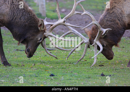 Due elks corna di attestatura Foto Stock