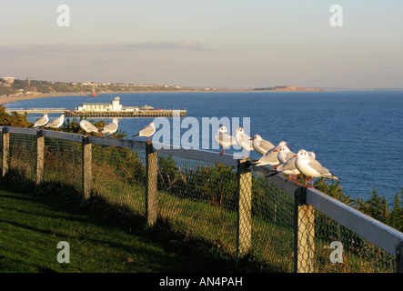 I gabbiani arroccato su un recinto verso le scogliere a Bournemouth con Poole Bay in background, Dorset, Regno Unito Foto Stock