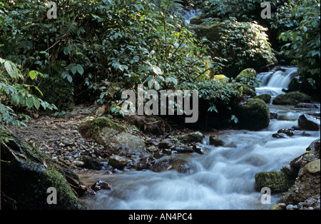 Tranquilla scena di acqua che fluisce nel flusso all'interno della foresta, Bhutan Foto Stock