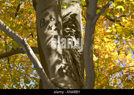 Albero con scolpite le iniziali Foto Stock
