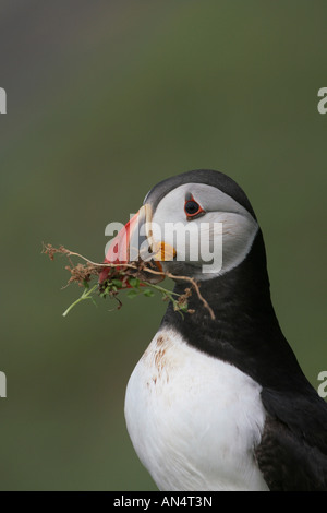 Atlantic Puffin Fratercula artica che trasportano materiale di nesting Foto Stock