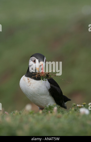 Atlantic Puffin Fratercula artica che trasportano materiale di nesting Foto Stock