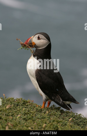 Atlantic Puffin Fratercula artica che trasportano materiale di nesting Foto Stock