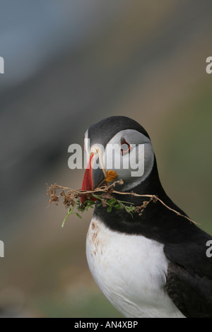 Atlantic Puffin Fratercula artica che trasportano materiale di nesting Foto Stock