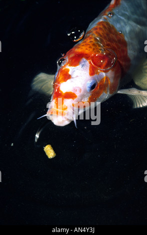 Israeliano di carpe Koi alimentare Foto Stock