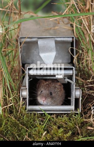 Longworth live cattura trappola di mammifero Foto Stock
