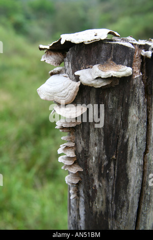 I funghi che crescono su un tronco morto in una foresta pluviale a Panama Foto Stock