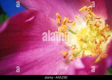 Macrophotograph di stame e ovaie di Rosa rugosa Edgartown MA Martha s Vineyard Foto Stock