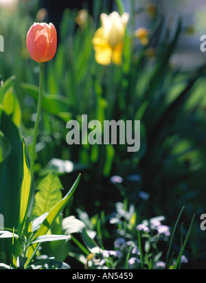 I tulipani in un giardino suburbano Foto Stock