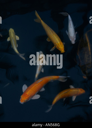 Uno spettacolare pesce Koi nuotare in un stagno Foto Stock