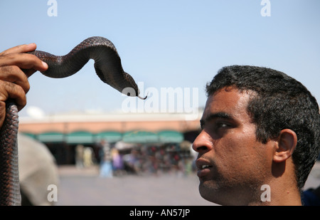 Il serpente incantatore con viper souk marrakech marocco Foto Stock