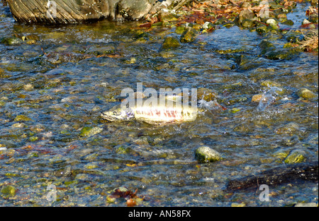 Salmoni rendendo il suo modo a monte del letto di ghiaia per deporre le uova. Ciechi 0283 Foto Stock