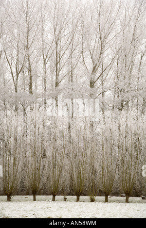 Modello di smerigliati pioppi , salici e ontani, Alblasserdam, South-Holland, Paesi Bassi Foto Stock