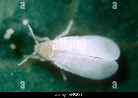 Whitefly Serra, Trialeurodes vaporariorum. Uno Foto Stock