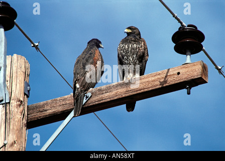 Falco di Harris Parabuteo unicinctus a nord di Tucson in Arizona Stati Uniti Luglio adulto immaturo Accipitridae Foto Stock