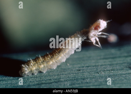 Passare il puntatore del mouse-fly, Famiglia Syrphidae. Larva di mangiare un afide Foto Stock