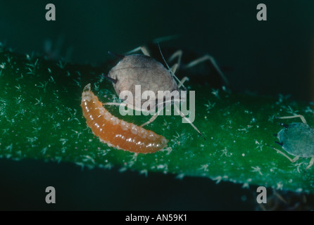 Passare il puntatore del mouse-fly, Famiglia Syrphidae. Larva sulla colonia di afide Foto Stock