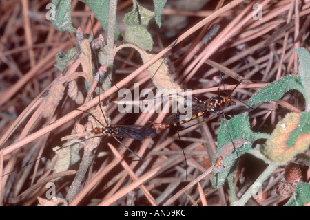 Gru da mosche, Nephrotoma crocata. Coppia coniugata Foto Stock