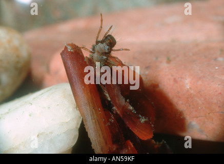 Caddis Fly, Glyphotaelius pellucidus. Larva nel suo caso larvale. Vista parte inferiore Foto Stock