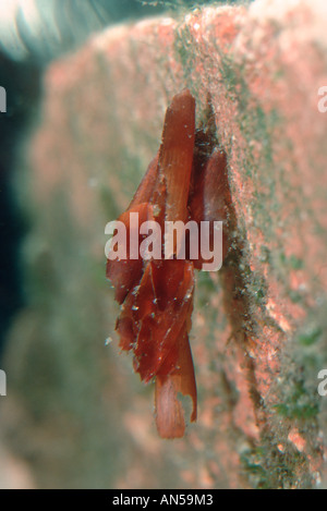 Caddis Fly, Glyphotaelius pellucidus. Larva nel suo caso larvale. Foto Stock