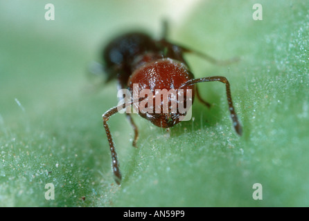 Cocktail Ant, Crematogaster scutellaris. Testa di lavoratore close-up Foto Stock