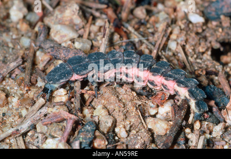 Unione Glow Worm, Lampyris noctiluca. Larva sul terreno Foto Stock