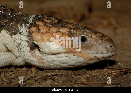 Una febbre catarrale degli ovini skink, con un segno di spunta nel suo orecchio Foto Stock