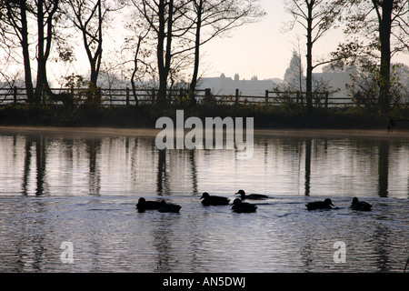 Anatre nuotare in una piscina con inverno alberi e case in background Foto Stock