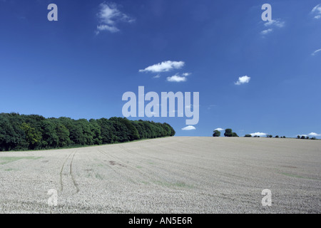 Tempo del raccolto in Cotswolds vicino Snowshill Foto Stock