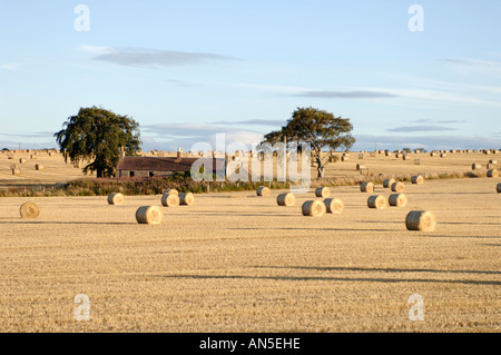 Raccolto di orzo il tempo del raccolto in Banff-shire Grampian Regione Scozia. XPL 3300-326 Foto Stock