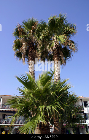 Alberi di Palma in un hotel in Menorca contro un molto profondo cielo blu Foto Stock