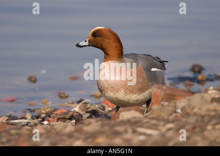 Maschio di fischione (Anas penelope) in piedi sul bordo d'acqua Foto Stock