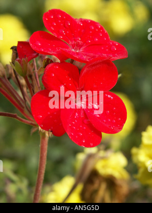 Piccoli fiori di colore rosso con le goccioline di acqua innervamento su petali dopo un autunno doccia o pioggia.fiori gialli in background Foto Stock