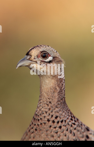 Pheasant Phasianus colchicus close up della testa Foto Stock